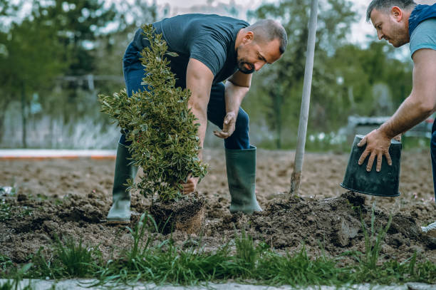 The Steps Involved in Our Tree Care Process in Colton, CA